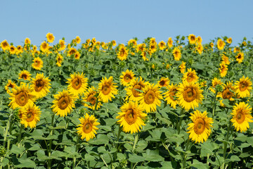 field of beautiful golden sunflowers