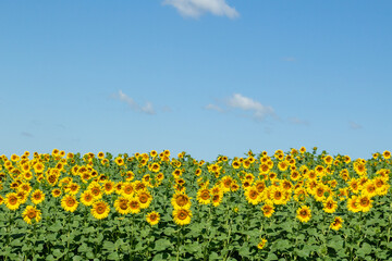 field of beautiful golden sunflowers, blue sky and white clouds in the background