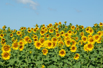 field of beautiful golden sunflowers, blue sky and white clouds in the background