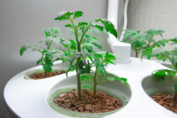 Growing tomatoes indoors. Aeroponics and hydroponics are eco-friendly. Installation for growing...