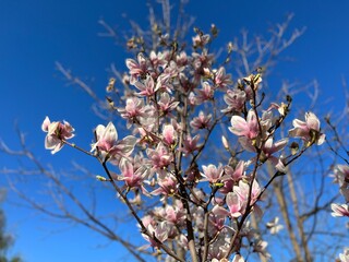 Magnolias are spreading, evergreen or deciduous trees or shrubs, characterised by large fragrant flowers