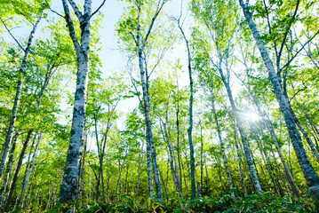 白樺の森