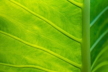 Green leaf macro. Bright nature closeup, green foliage texture. Beautiful natural botany leaf, garden  of tropical plants. Freshness, ecology nature pattern. Botany, spa, health and wellbeing concept