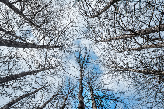 old aspen trees in sprong against blue sky - old forest in spring