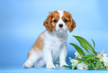 dog puppy two months old cavalier king charles spaniel on a colored background with flower
