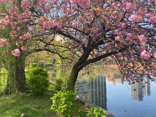 Sakura season in the city of Tokyo, spring 2022 at the Shinobazu pond, Ueno