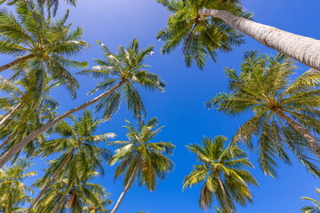 Palm trees with a clear blue sky. Exotic tropical nature pattern, foliage. Green trees under blue sky. Idyllic natural landscape background, beautiful botany ecology concept