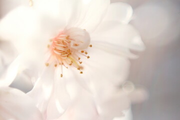 桜の花、クローズアップ