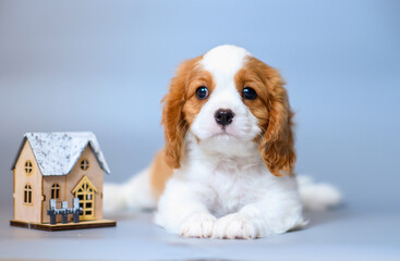dog puppy two months old cavalier king charles spaniel on a colored background