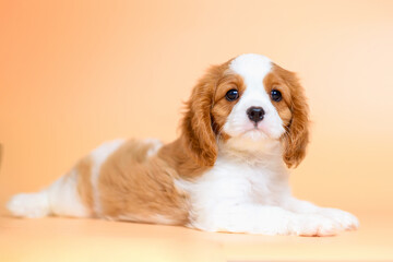 dog puppy two months old cavalier king charles spaniel on a colored background