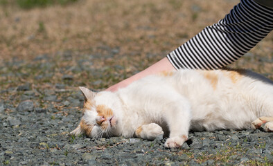 猫が好き　茶白猫