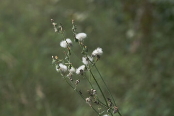 Plante sauvage .