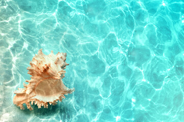 Fototapeta na wymiar Big natural seashell on the summer beach in clear sea water. Ocean background