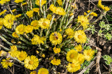 Yellow Coltsfoot flowers (Tussilago farfara) and wild bee close-up, selective focus. Sunny spring floral  background. Wild healing plants.