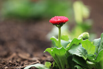 Red common daisy (Bellis perennis) © Aneta