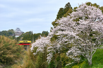 桜と大多喜城と菜の花列車　いすみ鉄道