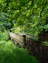 The Old Iron Footbridge of Stracathro House hidden in dense woodland in Aberdeenshire, overgrown with Trees and Ferns.