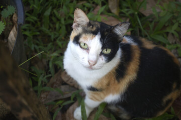 Obraz premium cat on the grass in garden