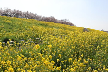 菜の花

