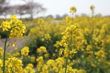 菜の花