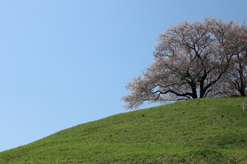 Obraz premium 古墳と桜