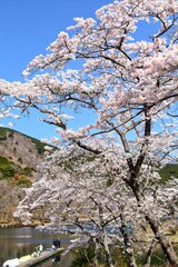 cherry blossom in spring