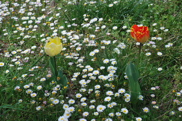 The daisies and the tulips