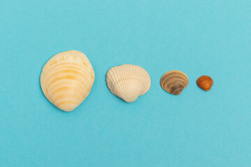 Flat lay set seashells on blue background. Minimalism style.