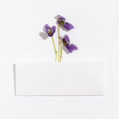 Layout with spring viola flowers on white background. Minimal nature concept.