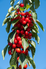 Fresh ripe sour cherry hanging on cherry tree in orchard.