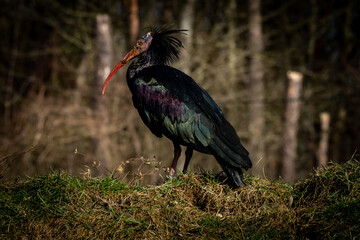 red stork