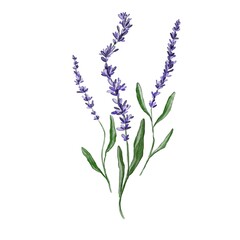 lavender isolated. Illustration of lavender twigs in purple-green shades. Sketch of lavender for posters, pictures, invitations, cards, logos.