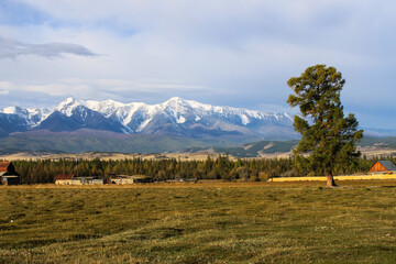 Tall green tree on a background of high white mountains and blue sky in the village of Kurai, Gorny Altai, Russia. Scenic landscape in Siberia