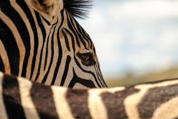 Close Up side view of a Zebras face with its beautiful striking stripes. Amongst many theories, the stripes may be for camouflage or markers to help identify individuals in the herd © Mark