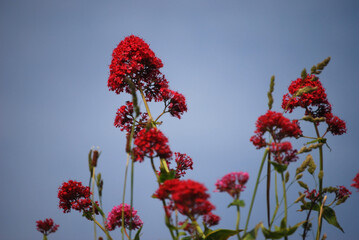 Spornblumen und Gräser