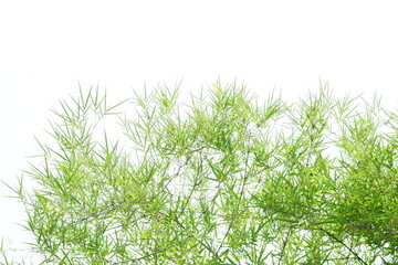 bamboo leaves and bamboo on a white background
