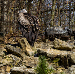 vulture on the rock