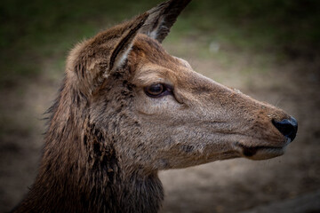 close up of a deer