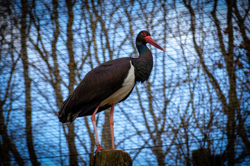 red stork