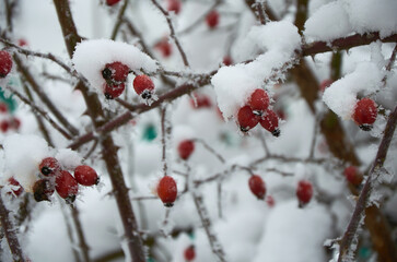 red berries on a branch