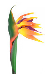 close up  the  one Bird of Paradise flower isolated