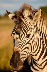 Naklejka na ściany i meble Close up photo of a Zebra displaying its stripes, which amongst many theories may be for camouflage or markers to help identify individuals in the herd