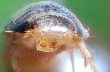 Insect close up, close-up portrait