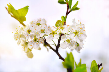 Apple tree flowers, spring flowering trees, selective focus