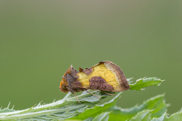 Motyl błyszczka spiżówka na zielonym liściu