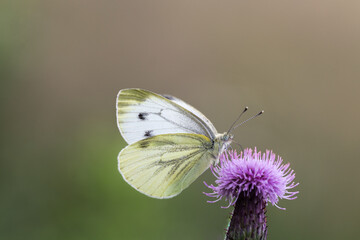 Motyl bielinek bytomkowiec na łąkowym kwiatku