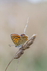 Motyl czerwończyk uroczek na kłosie trawy