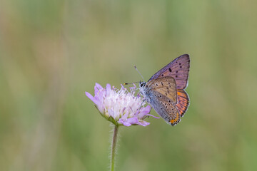 Motyl czerwończyk zamgleniec na różowym kwiatku