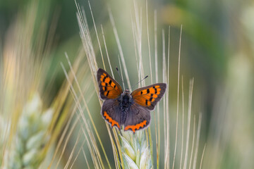 Motyl czerwończyk żarek na kłosach zboża © Henryk Guziak