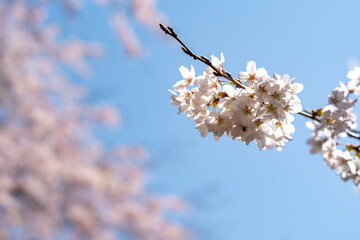 春の桜